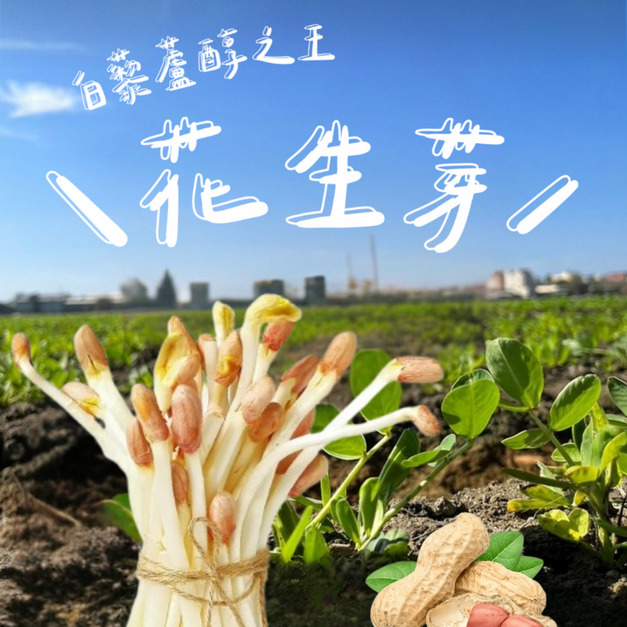 漫舞花生芽