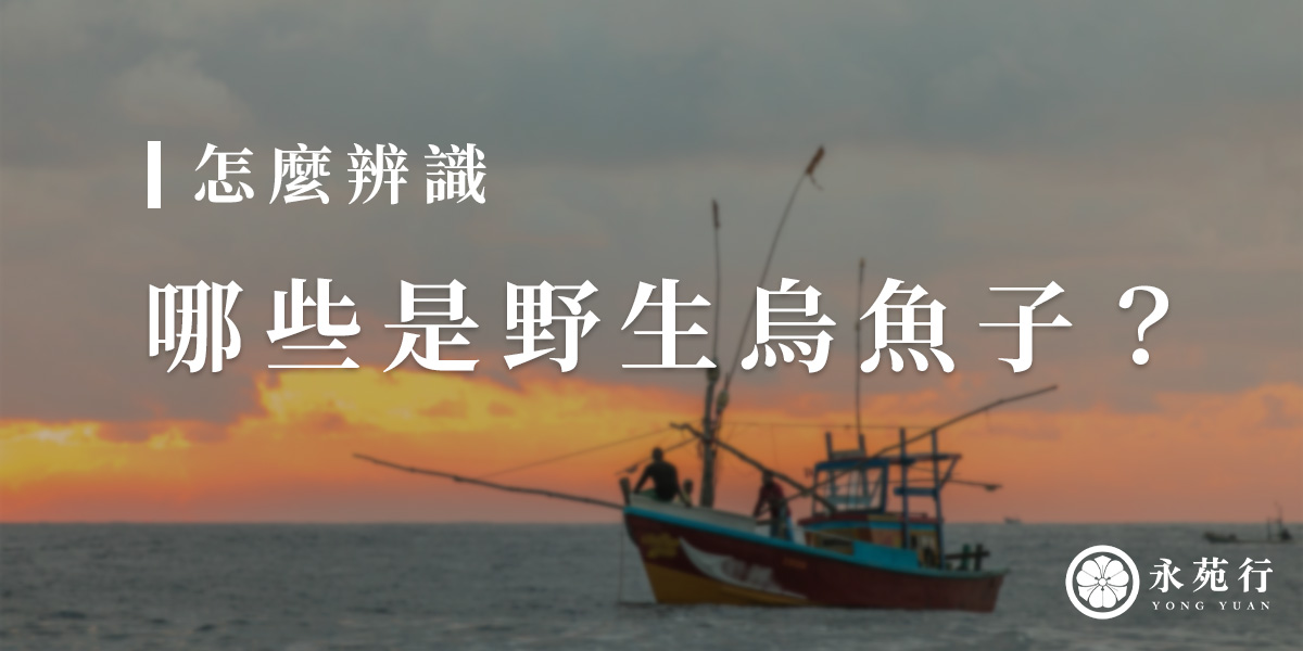 怎麼辨識哪些是野生烏魚子？