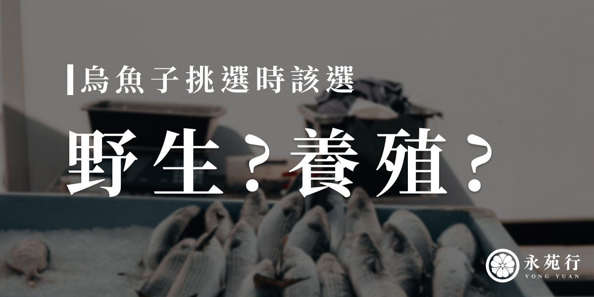 要選野生烏魚子還是養殖烏魚子？