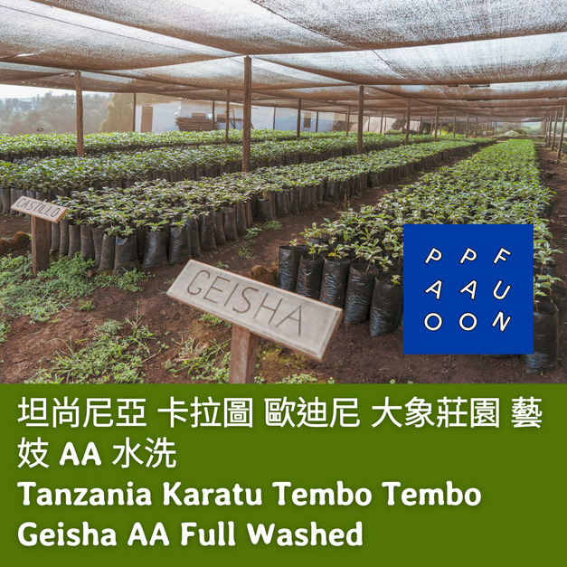 坦尚尼亞 卡拉圖 歐迪尼 大象莊園 藝妓 AA 水洗【咖啡豆225g】