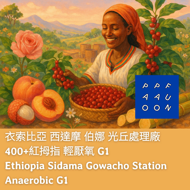 衣索比亞 西達摩 伯娜 光丘處理廠 400+紅拇指 輕厭氧 G1【咖啡豆225g】