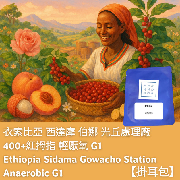 【掛耳包】衣索比亞 西達摩 伯娜 光丘處理廠 400+紅拇指 輕厭氧 G1
