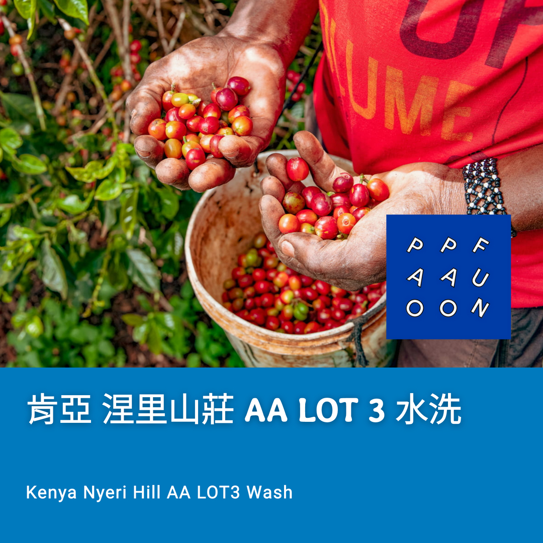肯亞 涅里山莊 AA TOP 水洗 2024crop LOT 3【咖啡豆225g】