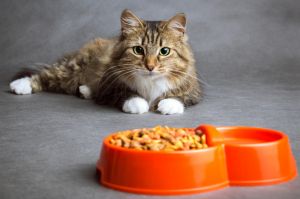 認識貓口炎 7個可以自檢視的症狀