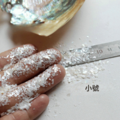 白貝碎小薄片_3