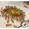 【螞蟻巢研究所】蜂王乳螞蟻飼料30/60g (偏素食蟻) 均衡營養的最佳選擇，業界唯一營養成分送檢螞蟻飼料/養螞蟻/螞蟻窩_11
