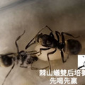 【螞蟻巢研究所】楓糖粉 野外螞蟻天然食材 螞蟻挑食救星希式巨山蟻、大黑、高雄、白疏都愛_5