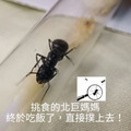 【螞蟻巢研究所】楓糖粉 野外螞蟻天然食材 螞蟻挑食救星希式巨山蟻、大黑、高雄、白疏都愛_4