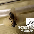 【螞蟻巢研究所】楓糖粉 野外螞蟻天然食材 螞蟻挑食救星希式巨山蟻、大黑、高雄、白疏都愛_3