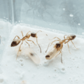 【螞蟻巢研究所】白疏巨山蟻小群落，成長速度極快、體型小巧可愛，腹部有兩個白色圓點是最大特色，非常容易飼養_3
