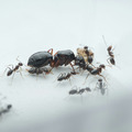 【螞蟻巢研究所】希氏巨山蟻小群落，土棲型螞蟻常見於草原。體型巨大的螞蟻，蟻后體型達1.8公分，大型工蟻(兵蟻)可接近蟻后體型，大型工蟻多也被稱為巨神兵，是容易飼養的蟻種。_4