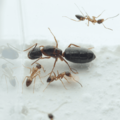 【螞蟻巢研究所】白疏巨山蟻小群落，成長速度極快、體型小巧可愛，腹部有兩個白色圓點是最大特色，非常容易飼養_8