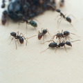 【螞蟻巢研究所】大黑巨山蟻小群落，土棲型螞蟻鋼琴烤漆黑色，蟻后體型大；工蟻體型小，成長速度快容易飼養_5