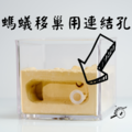 【螞蟻巢研究所】埃及小巢 無限擴充底巢另購 小群落培養石膏巢、希式巨山蟻、大黑、高雄巨山蟻、白疏 入門首選_4
