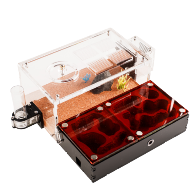 【螞蟻巢研究所】混凝土平面巢 高山鋸針蟻、爪哇粗針蟻、獵鎌、橫紋、盾針蟻肉食蟻專用 ，水塔設計、分區開放，混凝土平面巢