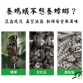 【螞蟻巢研究所】蟲泥 昆蟲肉泥 黑水虻 蟋蟀 蝗蟲 麵包蟲 打成泥真空滅菌包裝 取代櫻桃紅蟑 衛生不髒手 守宮主食_2