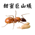 【螞蟻巢研究所】甜蜜巨山蟻小群落、台灣最美螞蟻、永遠的螞蟻界巨星甜蜜巨山蟻