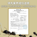 【螞蟻巢研究所】蜂王乳螞蟻飼料30/60g (偏素食蟻) 均衡營養的最佳選擇，業界唯一營養成分送檢螞蟻飼料/養螞蟻/螞蟻窩_7