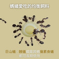 【螞蟻巢研究所】蜂王乳螞蟻飼料30/60g (偏素食蟻) 均衡營養的最佳選擇，業界唯一營養成分送檢螞蟻飼料/養螞蟻/螞蟻窩_2