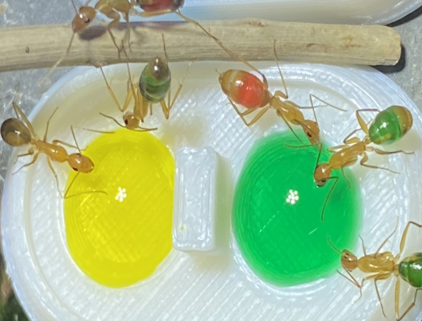 新手想養螞蟻？為什麼推薦你從甜蜜巨山蟻開始！