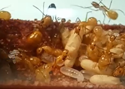 🐜 卵、幼蟲、繭怎麼分？新手螞蟻爸媽的三階段辨識指南！