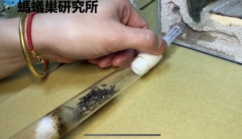 飼養螞蟻如何從試管移巢進入石膏螞蟻巢?