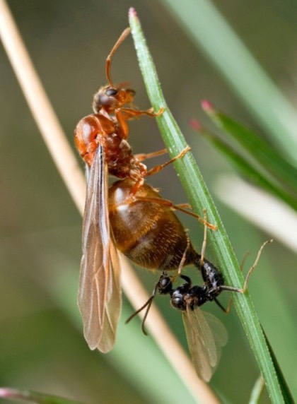 螞蟻婚飛現場示意圖，顯示螞蟻群聚飛行與交配習性