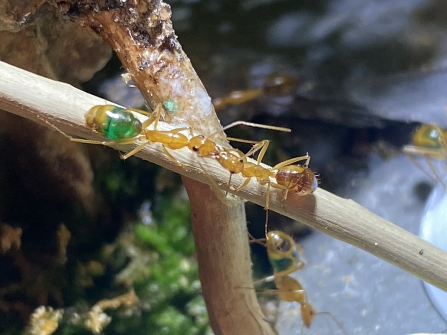新手螞蟻飼養甜蜜巨山蟻 工蟻 覓食行為