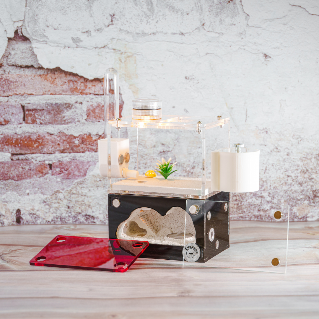 甜蜜巨山蟻 新手入門 養螞蟻 教學 混凝土巢飼養範例