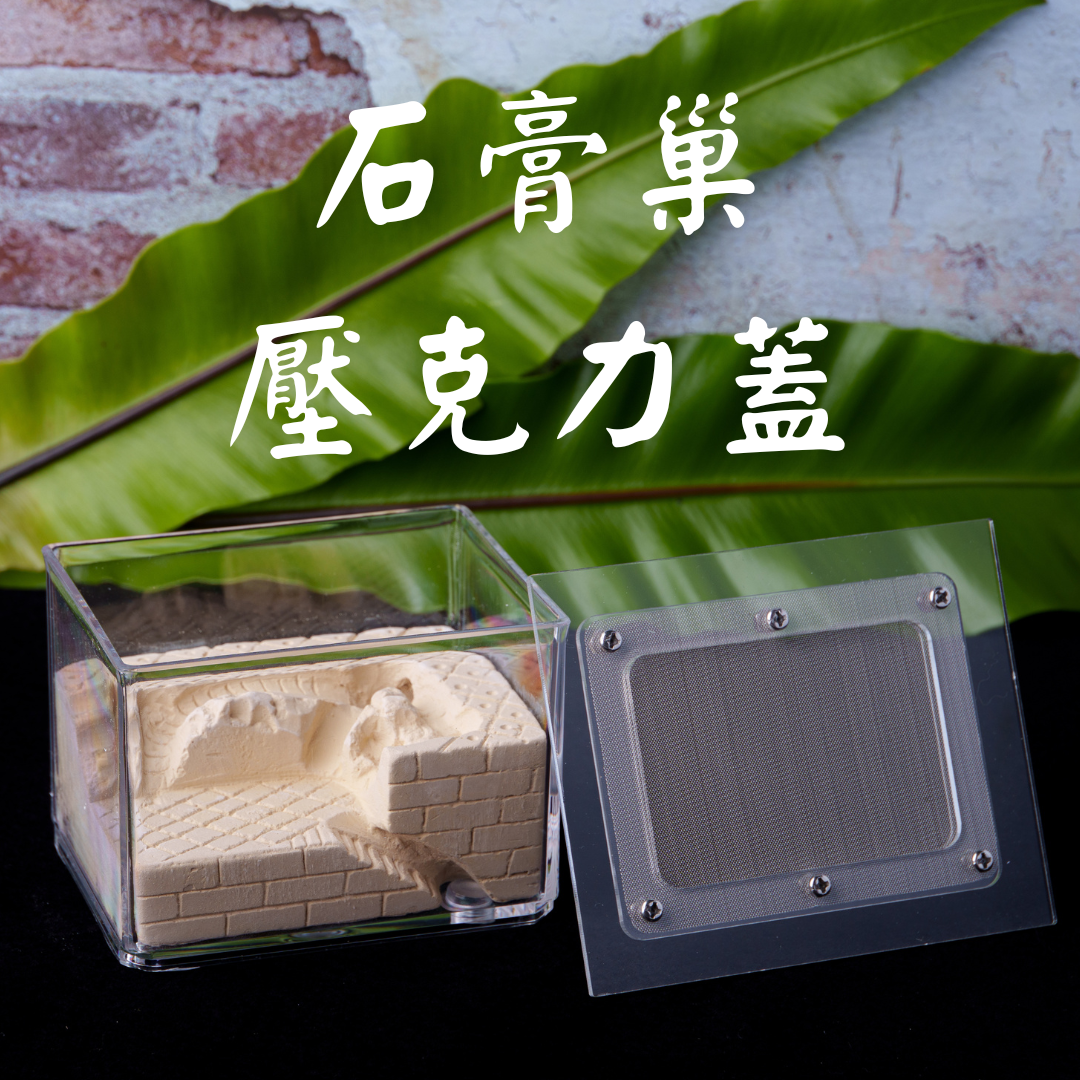 甜蜜巨山蟻 新手入門 養螞蟻 教學 石膏巢飼養範例