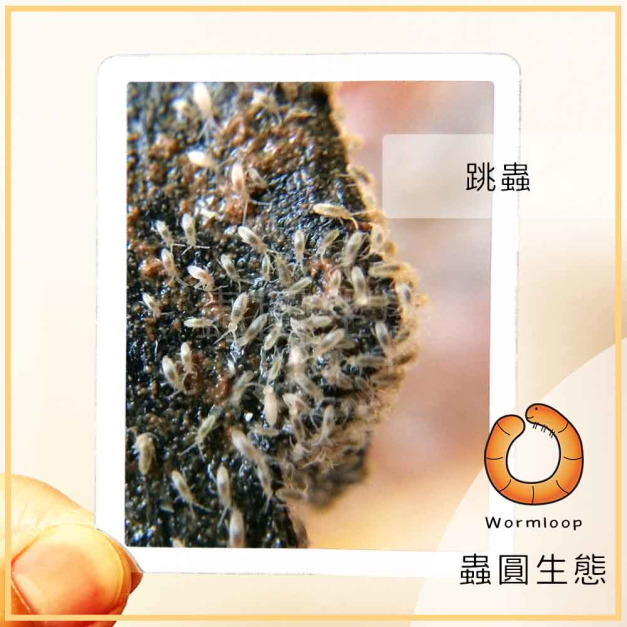 熱帶白跳蟲 / 疣紅跳蟲