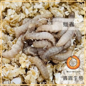 蠟蟲(蠟蛾幼蟲)