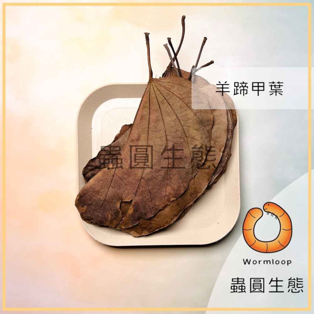 羊蹄甲 鼠婦專用 乾葉 青葉