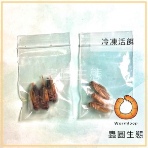 冷凍活餌