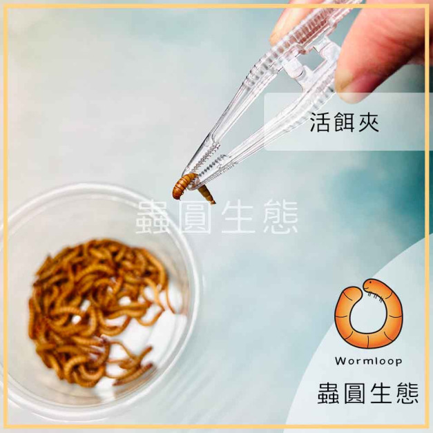 麵包蟲夾 / 活餌夾