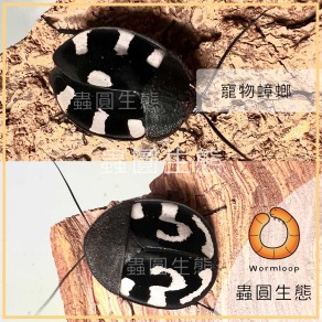 問號蟑螂 / 多米諾骨牌蟑螂