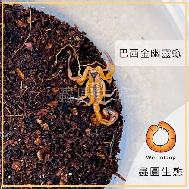 蠍子專區