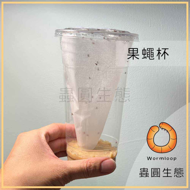 無翅果蠅 / 殘翅果蠅 / 殘翅大果蠅 果蠅杯