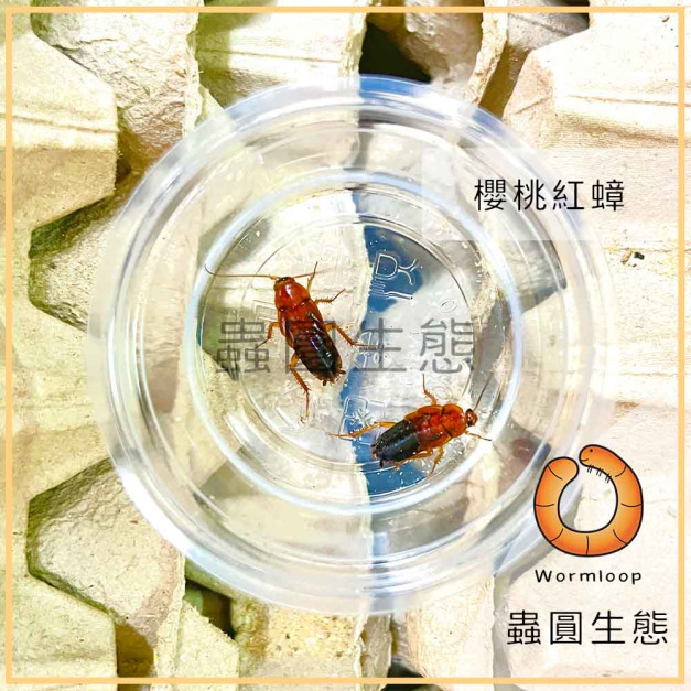 櫻桃紅蟑螂