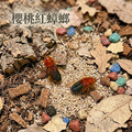 櫻桃紅蟑螂