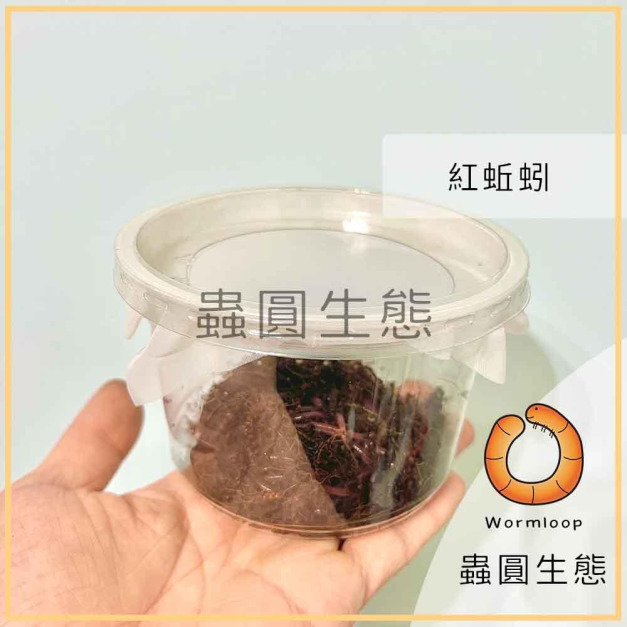 紅蚯蚓