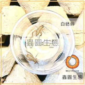 蟋蟀活餌(黑蟋蟀/白蟋蟀)