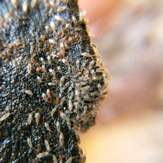 熱帶白跳蟲 / 疣紅跳蟲