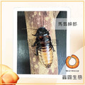 馬島蟑螂