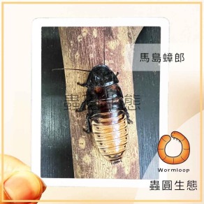 馬島蟑螂