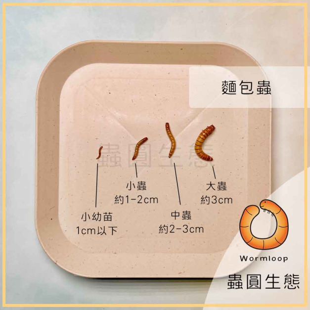 麵包蟲