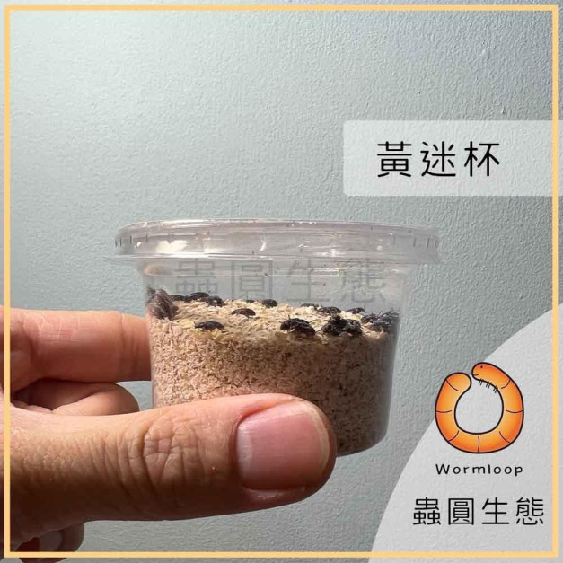 黃色迷你麵包蟲 / 黃迷