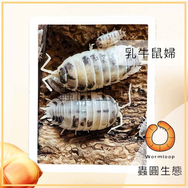 乳牛鼠婦