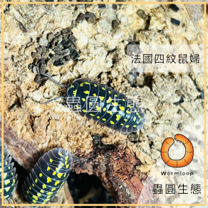 鼠婦專區 新手好養