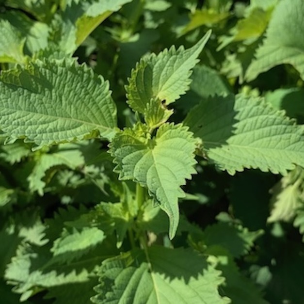 日本精油組合包